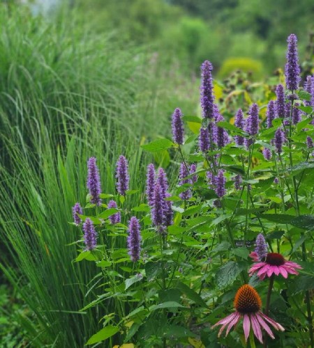 Kinmetė pankolinė -anyžinis lofantas (Agastache foeniculum)