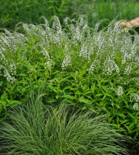 Šilingė ančiasnapė (Lysimachia clethroides) 