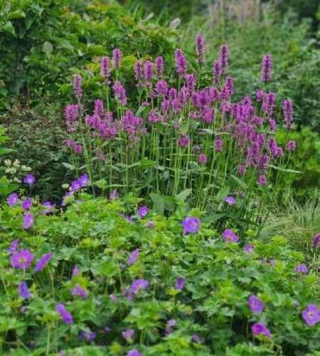 Notra (Stachys monieri) ‘Hummelo’