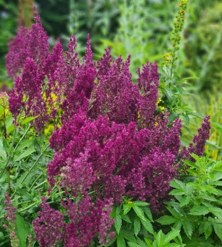 Šalavijas gojinis (Salvia nemorosa) ‘Schwellenburg’
