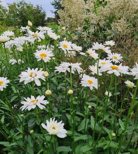 Baltagalvė (Leucanthemum x superbum) ‘Becky‘