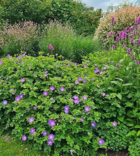 Snaputis (Geranium)‘Rozanne’