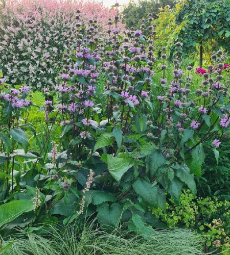 Gumbenė paprastoji (Phlomis tuberosa)‘Amazone‘