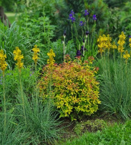 Plėnuvė geltonoji (Asphodeline lutea) 