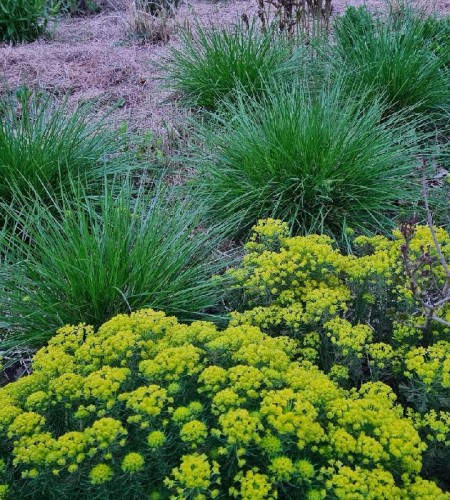 Karpažolė siauralapė (Euphorbia cyparissias) ‘Fens Ruby’