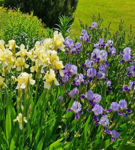 Vilkdalgis (Iris) 