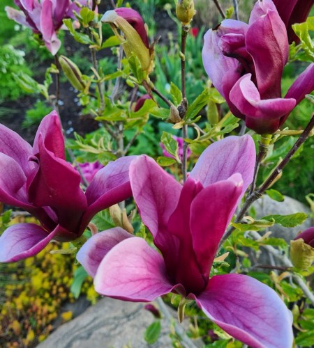 Magnolija lelijažiedė (Mmagnolia Liliiflora) 'Nigra'