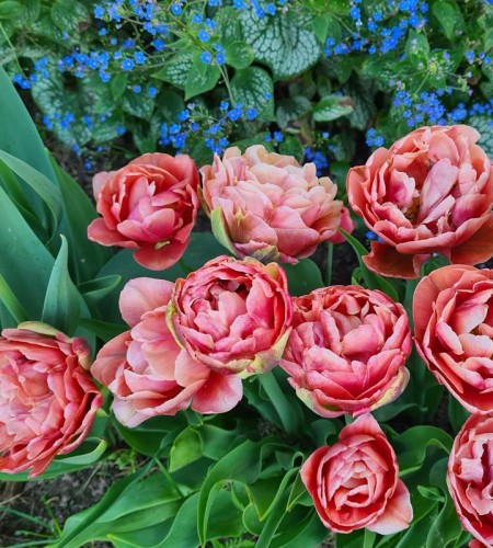  Tulpė (tulipa) ‘Copper Image‘