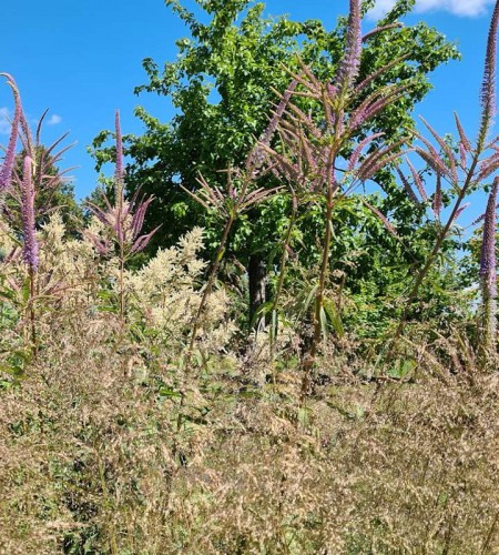 Virgininis veronikūnas (Veronicastrum virginicum) ‘Lavendelturm‘